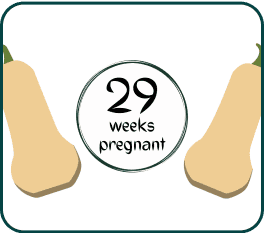 An image of a 29 weeks pregnant sign, with two squash artfully arranged alongside it.