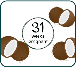 A coconut representing a 31-week pregnancy, symbolizing growth and anticipation of new life.