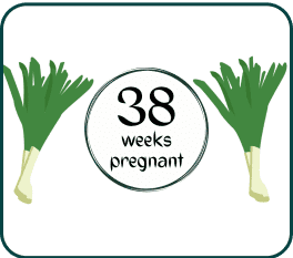 A sign indicating 38 weeks of pregnancy, accompanied by two fresh green onions placed beside it.